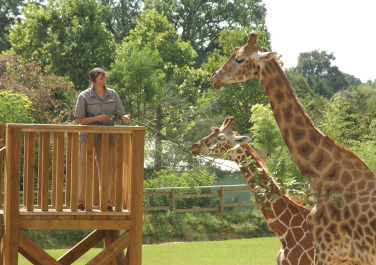 Girafes au PAL
